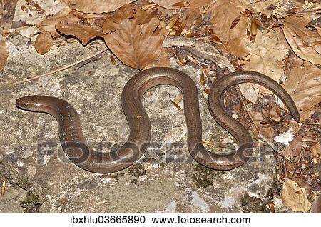 Stock Image - "Slow Worm (Anguis fragilis) with blue spots basking in the sun, Mount Olympus, Litochoro, Central Macedonia, Greece, Europe". Fotosearch