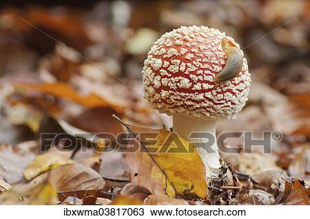 "Slug (Arionidae) crawling on the cap of a Fly Agaric (Amanita muscaria), North Hesse, Hesse, Germany, Europe" View Large Photo Image Stock Image - "Slug (Arionidae) crawling on the cap of a Fly Agaric (Amanita muscaria), North Hesse, Hesse, Germany, Europe". Fotosearch