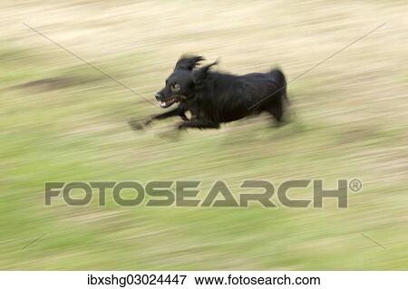 "Small black dog running through a meadow, Wilhelmsburg, Hamburg, Hamburg, Germany, Europe" View Large Photo Image Stock Photo - "Small black dog running through a meadow, Wilhelmsburg, Hamburg, Hamburg, Germany, Europe". Fotosearch