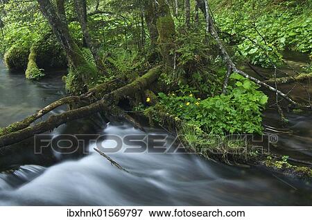 "Small bog at Johnsbach, Gesaeuse National Park, Styria, Austria, Europe" View Large Photo Image Stock Photo - "Small bog at Johnsbach, Gesaeuse National Park, Styria, Austria, Europe". Fotosearch