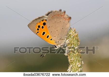 Stock Image - "Small Copper (Lycaena phlaeas) basking on a grass flower, Altenseelbach, Neunkirchen, North Rhine-Westphalia, Germany, Europe". Fotosearch