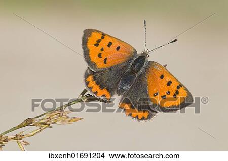 Picture - Small Copper (Lycaena phlaeas). Fotosearch