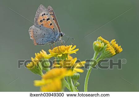 "Small Copper (Lycaena phlaeas), Emsland, Lower Saxony, Germany, Europe" View Large Photo Image Stock Image - "Small Copper (Lycaena phlaeas), Emsland, Lower Saxony, Germany, Europe". Fotosearch