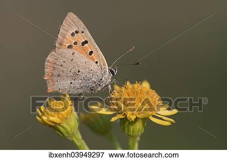 Stock Photo - "Small Copper (Lycaena phlaeas), Emsland, Lower Saxony, Germany, Europe". Fotosearch