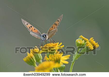 Stock Photo - "Small Copper (Lycaena phlaeas), Emsland, Lower Saxony, Germany, Europe". Fotosearch