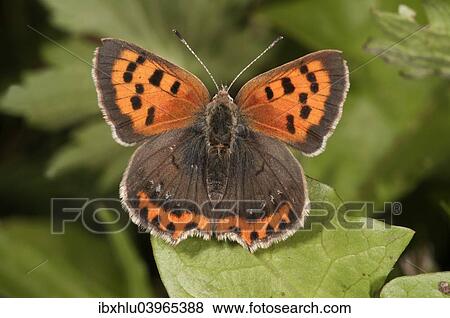 Stock Photo - "Small Copper (Lycaena phlaeas), Baden-Wurttemberg, Germany, Europe". Fotosearch