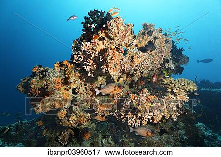 "Small coral reef with Black Sun Coral (Tubastrea micranthus), and Dendrophyllia gracilis coral (Dendrophyllia gracilis), stony corals, Shadowfin soldierfish (Myripristis adusta), Embudu channel, Tilla, South Male Atoll, Maldives, Asia" View Large Photo Image Stock Photo - "Small coral reef with Black Sun Coral (Tubastrea micranthus), and Dendrophyllia gracilis coral (Dendrophyllia gracilis), stony corals, Shadowfin soldierfish (Myripristis adusta), Embudu channel, Tilla, South Male Atoll, Maldives, Asia". Fotosearch