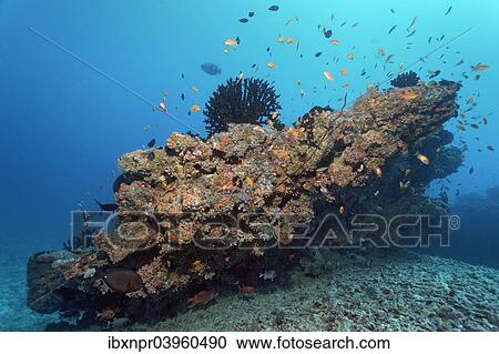 Stock Image - "Small coral reef with Tubastrea micranthus sun coral (Tubastrea micranthus), and Dendrophyllia gracilis coral (Dendrophyllia gracilis), stony corals, Embudu channel, Indian Ocean, Tilla, South Male Atoll, Maldives, Asia". Fotosearch