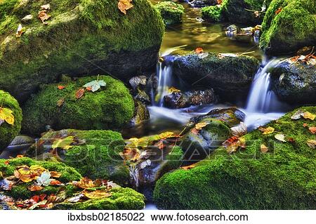 "Small creek in a forest with a waterfall, Bavarian Forest National Park, Bavaria, Germany, Europe" View Large Photo Image Stock Image - "Small creek in a forest with a waterfall, Bavarian Forest National Park, Bavaria, Germany, Europe". Fotosearch