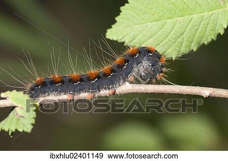 "Small Eggar moth (Eriogaster lanestris), adult caterpillar, Lake Kerkini region, Greece, Europe" View Large Photo Image Stock Photo - "Small Eggar moth (Eriogaster lanestris), adult caterpillar, Lake Kerkini region, Greece, Europe". Fotosearch