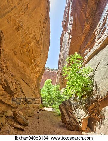 "Small gorge, Grand Staircase-Escalante National Monument, Burr Trail Road, Boulder, Utah, United States, North America" View Large Photo Image Picture - "Small gorge, Grand Staircase-Escalante National Monument, Burr Trail Road, Boulder, Utah, United States, North America". Fotosearch