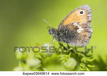 "Small Heath butterfly (Coenonympha pamphilus), on bracken frond, South Wales, United Kingdom, Europe" View Large Photo Image Picture - "Small Heath butterfly (Coenonympha pamphilus), on bracken frond, South Wales, United Kingdom, Europe". Fotosearch