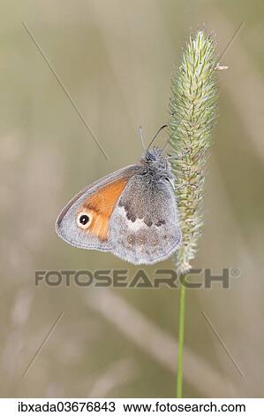 "Small Heath butterfly (Coenonympha pamphilus) perched on a grass flower, Altenseelbach, Neunkirchen, North Rhine-Westphalia, Germany, Europe" View Large Photo Image Stock Image - "Small Heath butterfly (Coenonympha pamphilus) perched on a grass flower, Altenseelbach, Neunkirchen, North Rhine-Westphalia, Germany, Europe". Fotosearch