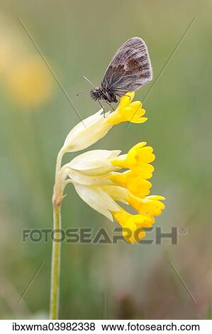 "Small Heath Butterfly (Coenonympha pamphilus) on Cowslip (Primula veris), North Hesse, Hesse, Germany, Europe" View Large Photo Image Stock Photo - "Small Heath Butterfly (Coenonympha pamphilus) on Cowslip (Primula veris), North Hesse, Hesse, Germany, Europe". Fotosearch