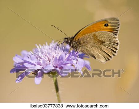 "Small Heath (Coenonympha pamphilus) sucking nectar, Thuringia, Germany, Europe" View Large Photo Image Stock Photo - "Small Heath (Coenonympha pamphilus) sucking nectar, Thuringia, Germany, Europe". Fotosearch