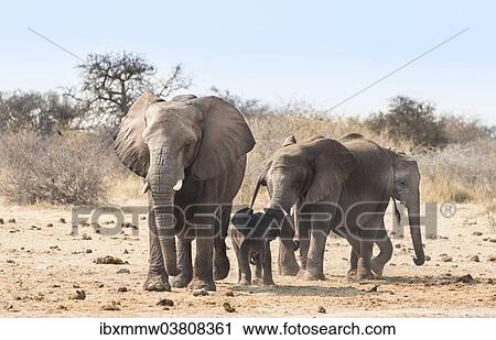"Small herd of African Bush Elephants (Loxodonta africana) marching with a calf, Etosha National Park, Namibia, Africa" View Large Photo Image Stock Image - "Small herd of African Bush Elephants (Loxodonta africana) marching with a calf, Etosha National Park, Namibia, Africa". Fotosearch