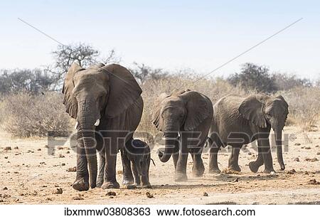Stock Image - "Small herd of African Bush Elephants (Loxodonta africana) marching with a calf, Etosha National Park, Namibia, Africa". Fotosearch