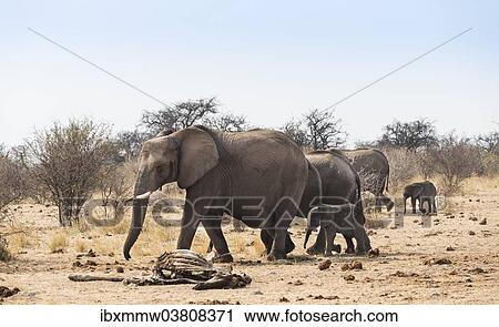 "Small herd of African Bush Elephants (Loxodonta africana) marching with a calf past a skeleton of a giraffe, Etosha National Park, Namibia, Africa" View Large Photo Image Stock Image - "Small herd of African Bush Elephants (Loxodonta africana) marching with a calf past a skeleton of a giraffe, Etosha National Park, Namibia, Africa". Fotosearch