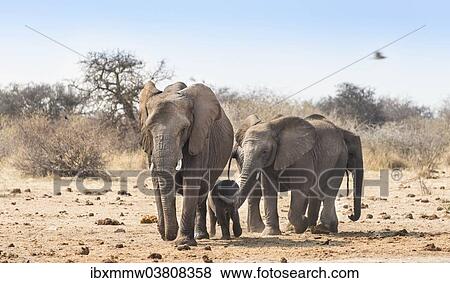 "Small herd of African Bush Elephants (Loxodonta africana) marching with a calf, Etosha National Park, Namibia, Africa" View Large Photo Image Stock Photo - "Small herd of African Bush Elephants (Loxodonta africana) marching with a calf, Etosha National Park, Namibia, Africa". Fotosearch