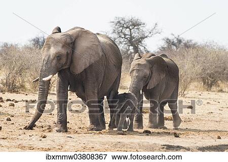 Stock Photo - "Small herd of African Bush Elephants (Loxodonta africana) marching with a calf, Etosha National Park, Namibia, Africa". Fotosearch