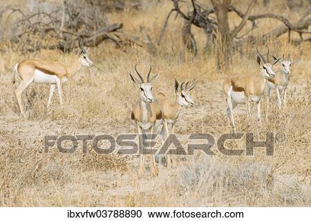 "Small herd of Springboks (Antidorcas marsupialis), Etosha National Park, Namibia, Africa" View Large Photo Image Stock Image - "Small herd of Springboks (Antidorcas marsupialis), Etosha National Park, Namibia, Africa". Fotosearch