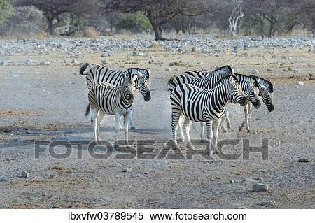 "Small herd of zebra, Burchell's zebras (Equus quagga burchellii), Etosha National Park, Namibia, Africa" View Large Photo Image Stock Photography - "Small herd of zebra, Burchell's zebras (Equus quagga burchellii), Etosha National Park, Namibia, Africa". Fotosearch
