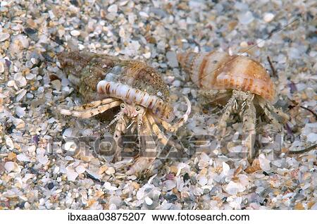 "Small Hermit Crabs (Diogenes pugilator), Black Sea, Crimea, Russia, Europe" View Large Photo Image Stock Photo - "Small Hermit Crabs (Diogenes pugilator), Black Sea, Crimea, Russia, Europe". Fotosearch