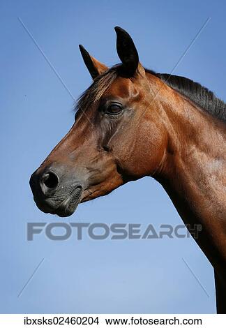 "Small horse, brown, mare, portrait, Karlsbad, Karlsruhe, Baden-Wurttemberg, Germany, Europe" View Large Photo Image Picture - "Small horse, brown, mare, portrait, Karlsbad, Karlsruhe, Baden-Wurttemberg, Germany, Europe". Fotosearch