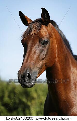 "Small horse, brown, mare, portrait, Karlsbad, Karlsruhe, Baden-Wurttemberg, Germany, Europe" View Large Photo Image Stock Photography - "Small horse, brown, mare, portrait, Karlsbad, Karlsruhe, Baden-Wurttemberg, Germany, Europe". Fotosearch