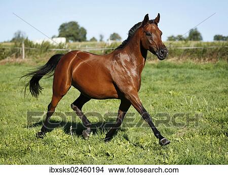 "Small horse, brown, mare, trotting across a meadow, Karlsbad, Karlsruhe, Baden-Wurttemberg, Germany, Europe" View Large Photo Image Picture - "Small horse, brown, mare, trotting across a meadow, Karlsbad, Karlsruhe, Baden-Wurttemberg, Germany, Europe". Fotosearch