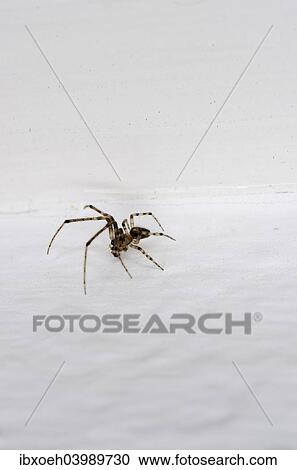 Stock Image - "Small house spider (Araneus diadematus), 10mm, crawling on wallpaper". Fotosearch