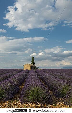 Stock Image - "Small house with cypress in a lavender field, Plateau de Valensole, in Valensole, Provence, Provence-Alpes-Cote d'Azur, France, Europe". Fotosearch