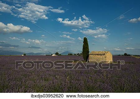 "Small house with cypress in a lavender field, Plateau de Valensole, in Valensole, Provence, Provence-Alpes-Cote d'Azur, France, Europe" View Large Photo Image Stock Image - "Small house with cypress in a lavender field, Plateau de Valensole, in Valensole, Provence, Provence-Alpes-Cote d'Azur, France, Europe". Fotosearch