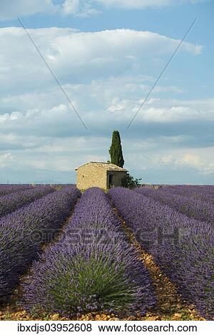 "Small house with cypress in a lavender field, Plateau de Valensole, in Valensole, Provence, Provence-Alpes-Cote d'Azur, France, Europe" View Large Photo Image Stock Photo - "Small house with cypress in a lavender field, Plateau de Valensole, in Valensole, Provence, Provence-Alpes-Cote d'Azur, France, Europe". Fotosearch