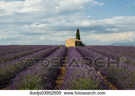 Stock Photo - "Small house with cypress in a lavender field, Plateau de Valensole, in Valensole, Provence, Provence-Alpes-Cote d'Azur, France, Europe". Fotosearch