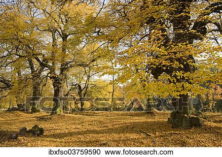 "Small-leaved Lime or Little-leaf Linden (Tilia cordata) in autumn, Thuringia, Germany, Europe" View Large Photo Image Stock Image - "Small-leaved Lime or Little-leaf Linden (Tilia cordata) in autumn, Thuringia, Germany, Europe". Fotosearch