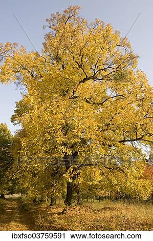 "Small-leaved Lime or Little-leaf Linden (Tilia cordata) in autumn, Thuringia, Germany, Europe" View Large Photo Image Stock Image - "Small-leaved Lime or Little-leaf Linden (Tilia cordata) in autumn, Thuringia, Germany, Europe". Fotosearch