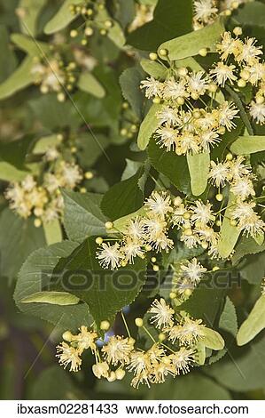 "Small-leaved lime (Tilia cordata), flowers" View Large Photo Image Stock Image - "Small-leaved lime (Tilia cordata), flowers". Fotosearch