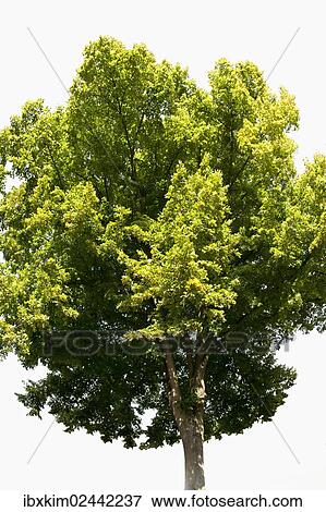 Small-leaved Lime (Tilia cordata) View Large Photo Image Stock Photo - Small-leaved Lime (Tilia cordata). Fotosearch