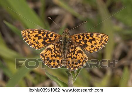 "Small Pearl-bordered Fritillary (Boloria selene), Baden-Wurttemberg, Germany, Europe" View Large Photo Image Stock Image - "Small Pearl-bordered Fritillary (Boloria selene), Baden-Wurttemberg, Germany, Europe". Fotosearch