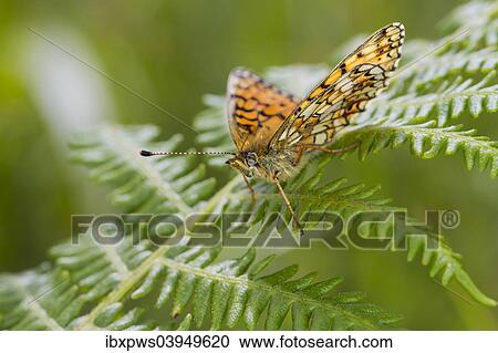 "Small Pearl-bordered Fritillary butterfly (Boloria selene), on bracken frond, South Wales, United Kingdom, Europe" View Large Photo Image Stock Image - "Small Pearl-bordered Fritillary butterfly (Boloria selene), on bracken frond, South Wales, United Kingdom, Europe". Fotosearch