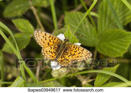 "Small Pearl-bordered Fritillary butterfly (Boloria selene), feeding on bramble flower, South Wales, United Kingdom, Europe" View Large Photo Image Stock Photo - "Small Pearl-bordered Fritillary butterfly (Boloria selene), feeding on bramble flower, South Wales, United Kingdom, Europe". Fotosearch