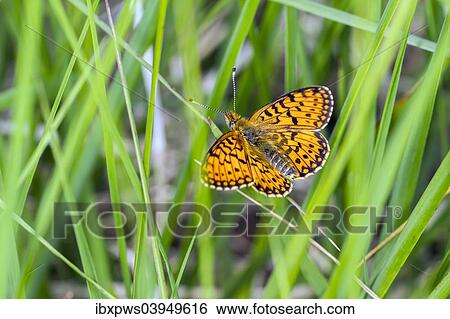"Small Pearl-bordered Fritillary butterfly (Boloria selene), in grass, South Wales, United Kingdom, Europe" View Large Photo Image Stock Photograph - "Small Pearl-bordered Fritillary butterfly (Boloria selene), in grass, South Wales, United Kingdom, Europe". Fotosearch