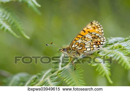 "Small Pearl-bordered Fritillary butterfly (Boloria selene), on bracken frond, South Wales, United Kingdom, Europe" View Large Photo Image Stock Photography - "Small Pearl-bordered Fritillary butterfly (Boloria selene), on bracken frond, South Wales, United Kingdom, Europe". Fotosearch