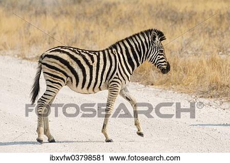 "Small Plains Zebra or Burchell's Zebra (Equus quagga burchelli) crossing a road, Etosha National Park, Namibia, Africa" View Large Photo Image Stock Image - "Small Plains Zebra or Burchell's Zebra (Equus quagga burchelli) crossing a road, Etosha National Park, Namibia, Africa". Fotosearch