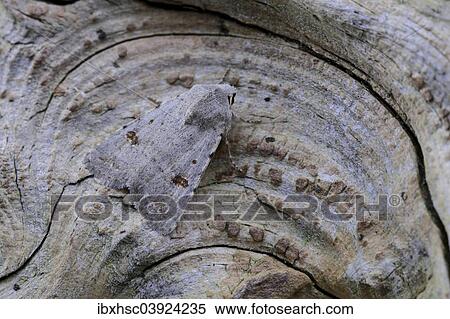 Stock Photography - "Small Quaker (Orthosia cruda), perfectly camouflaged, Upper Bavaria, Bavaria, Germany, Europe". Fotosearch