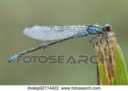 Small red-eyed damselfly (Erythromma viridulum) View Large Photo Image Stock Image - Small red-eyed damselfly (Erythromma viridulum). Fotosearch