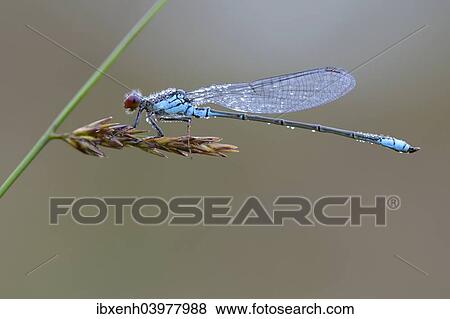 "Small Red-eyed Damselfly (Erythromma viridulum), Emsland, Lower Saxony, Germany, Europe" View Large Photo Image Stock Photo - "Small Red-eyed Damselfly (Erythromma viridulum), Emsland, Lower Saxony, Germany, Europe". Fotosearch