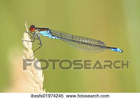 "Small Red-eyed Damselfly (Erythromma viridulum), Lahn at Leun-Biskirchen, Hesse, Germany, Europe" View Large Photo Image Stock Photography - "Small Red-eyed Damselfly (Erythromma viridulum), Lahn at Leun-Biskirchen, Hesse, Germany, Europe". Fotosearch
