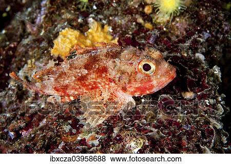 "Small red scorpionfish (Scorpaena notata), Mediterranean Sea, Croatia, Europe" View Large Photo Image Stock Photo - "Small red scorpionfish (Scorpaena notata), Mediterranean Sea, Croatia, Europe". Fotosearch